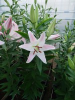 [4208 Pink Secret No201.JPG]